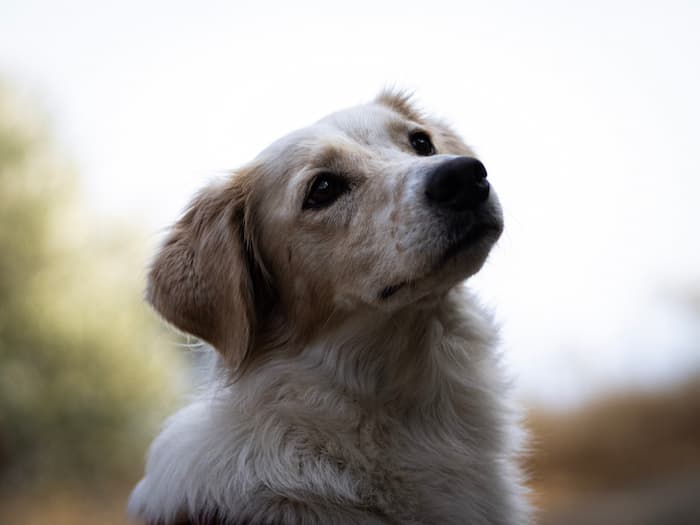 Witte en lichtbruine hond genaamd Daisy kijkt schuin omhoog in een natuurlijke omgeving.
