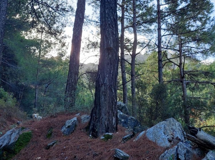 Bospad met dennenbomen en rotsen in een serene natuurlijke omgeving, passend bij shinrin-yoku.